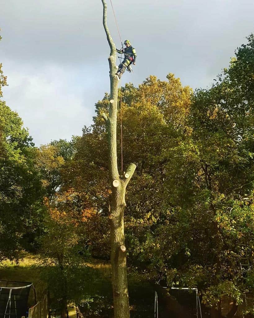 This is a photo of an operative from LM Tree Surgery Bognor Regis felling a tree. He is at the top of the tree with climbing gear attached about to remove the top section of the tree.