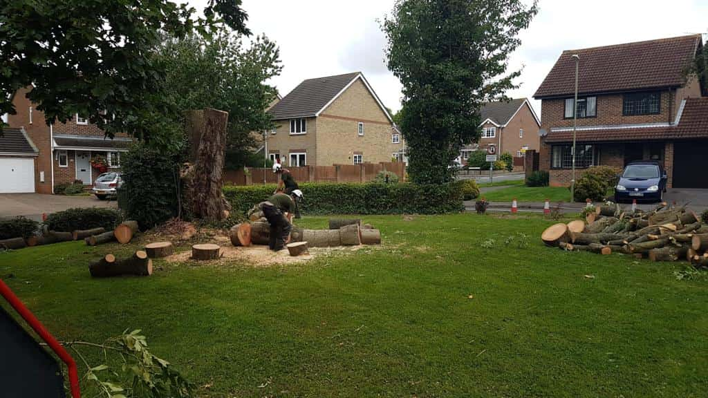 This is a photo of a tree that has been cut into sections on a communal area, and is now being removed from site. Works undertaken by LM Tree Surgery Bognor Regis