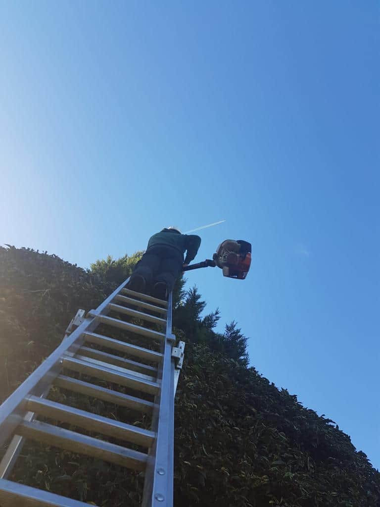 This is a photo of an operative from LM Tree Surgery Bognor Regis up a ladder rested on a hedge with a petrol strimmer.