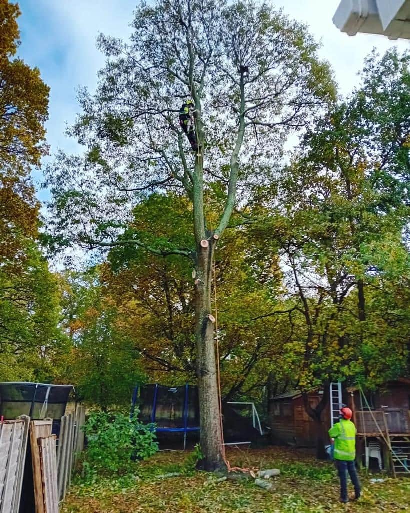 This is a photo of a tree being pruned, there is a man up the tree cutting a section of it down while another man is standing in the garden of the property where the tree is located overseeing the work. Works carried out by LM Tree Surgery Bognor Regis