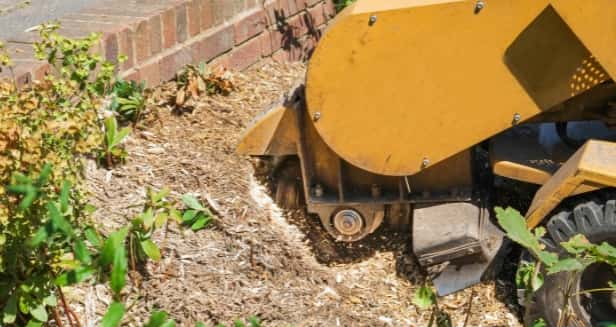 This is a photo of a stump grinder, grinding a tree stump