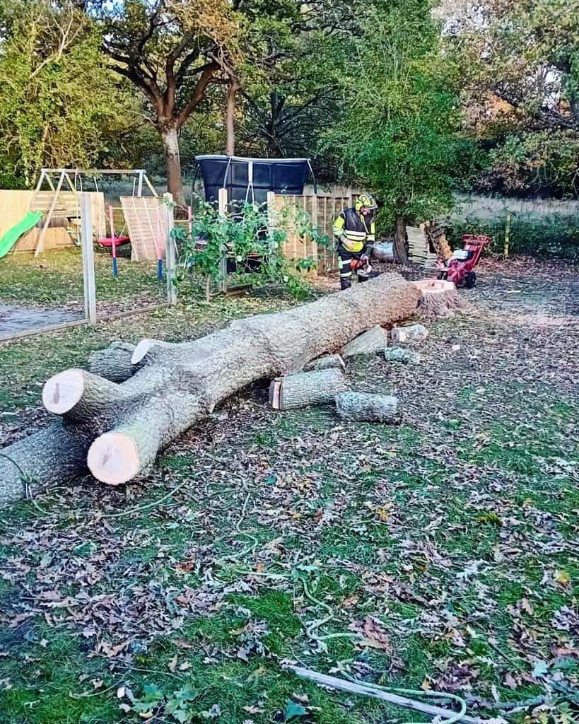 This is a tree laying on the ground of a garden that has just been felled by the operatives from LM Tree Surgery Bognor Regis