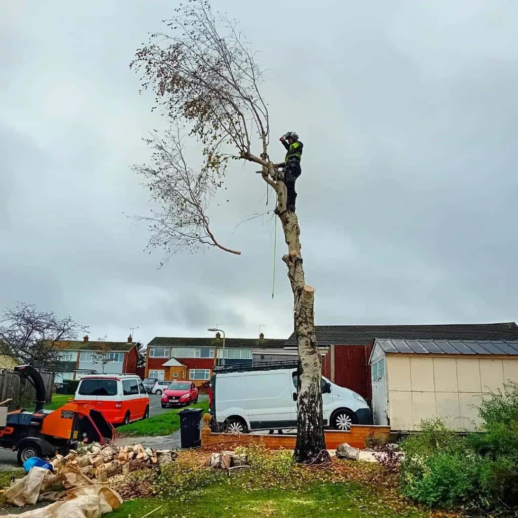 This is a photo of a tree that is being removed by an operative from LM Tree Surgery Bognor Regis, the arborist is at the top of the tree about to cut down a section of it.