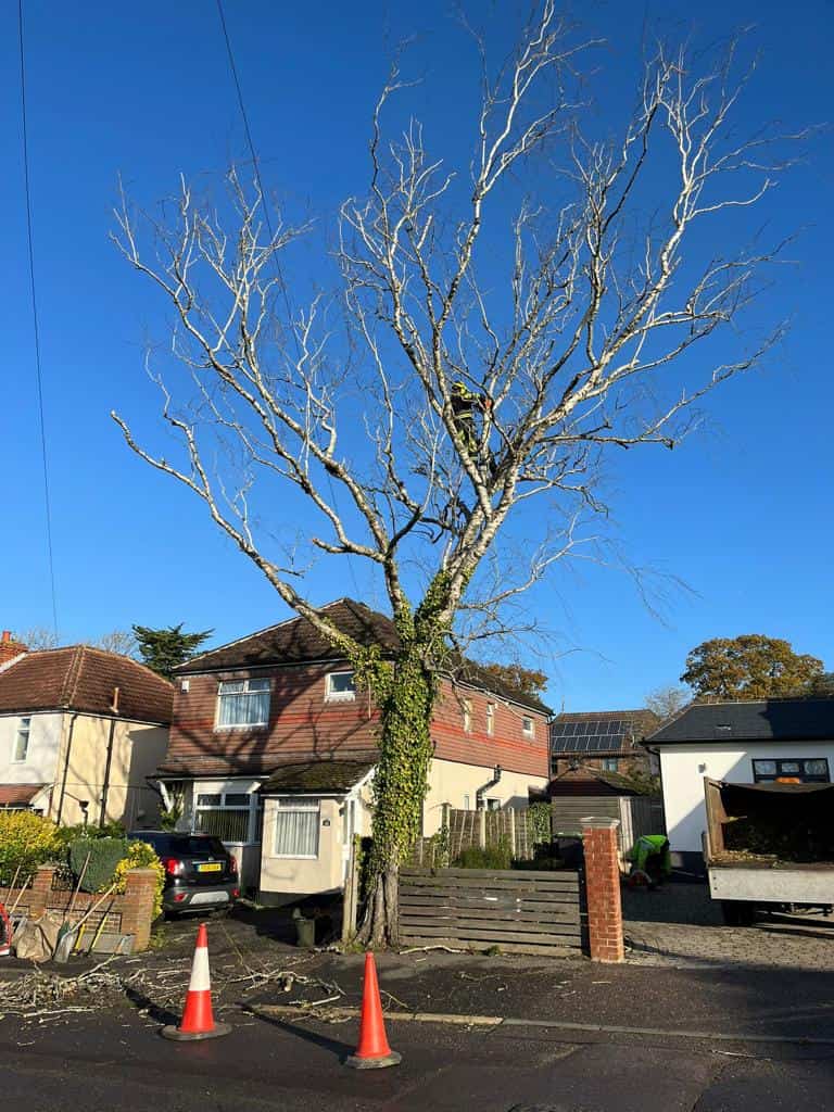 This is a photo of a tree on the pavement that is having limbs removed which are near to power lines. Works undertaken by LM Tree Surgery Bognor Regis